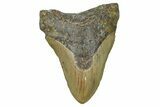 Fossil Megalodon Tooth - North Carolina #370213-1